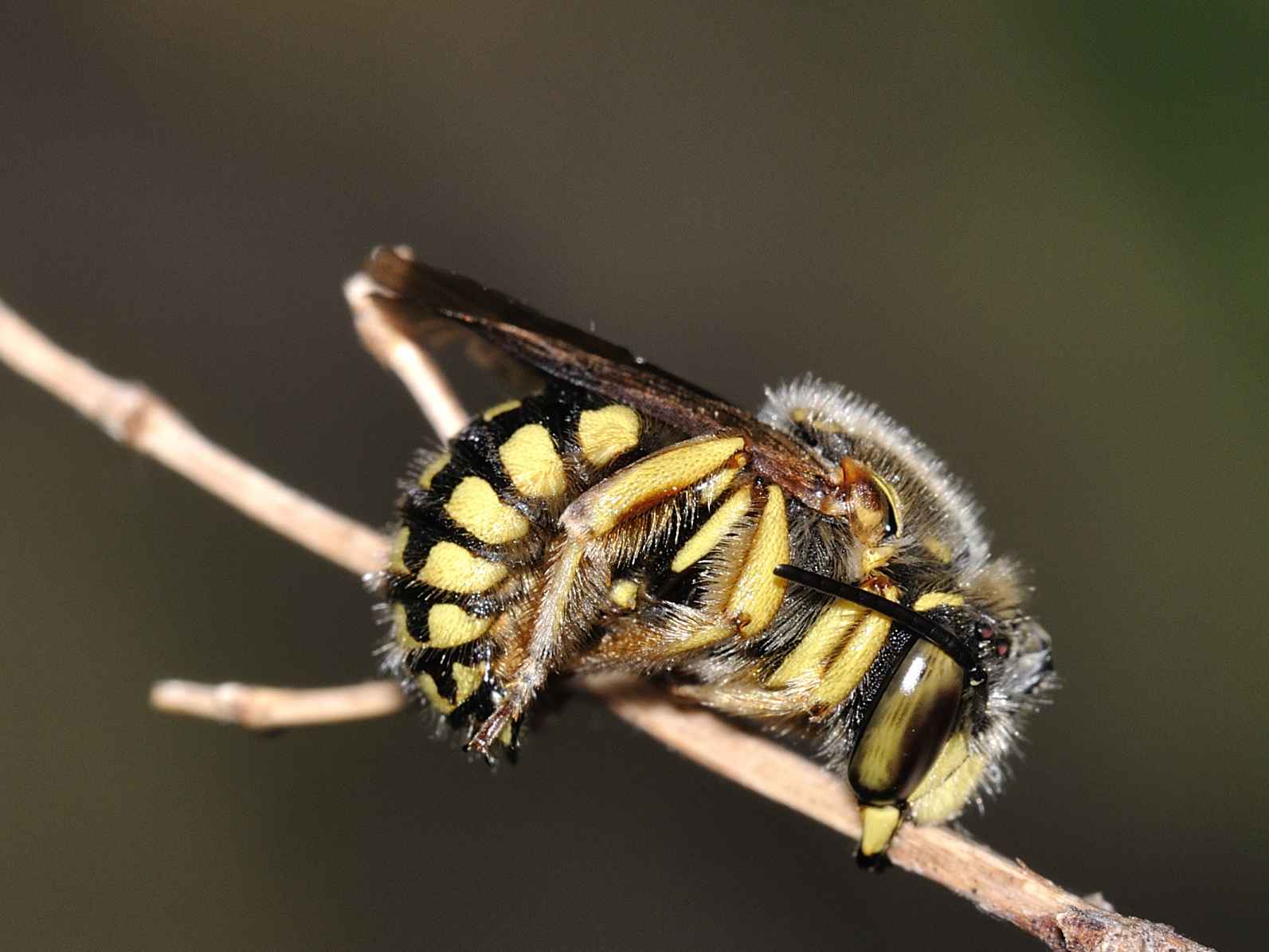 Anthidium sp.